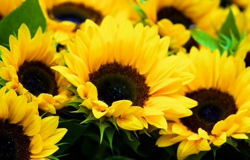 Yellow sunflowers