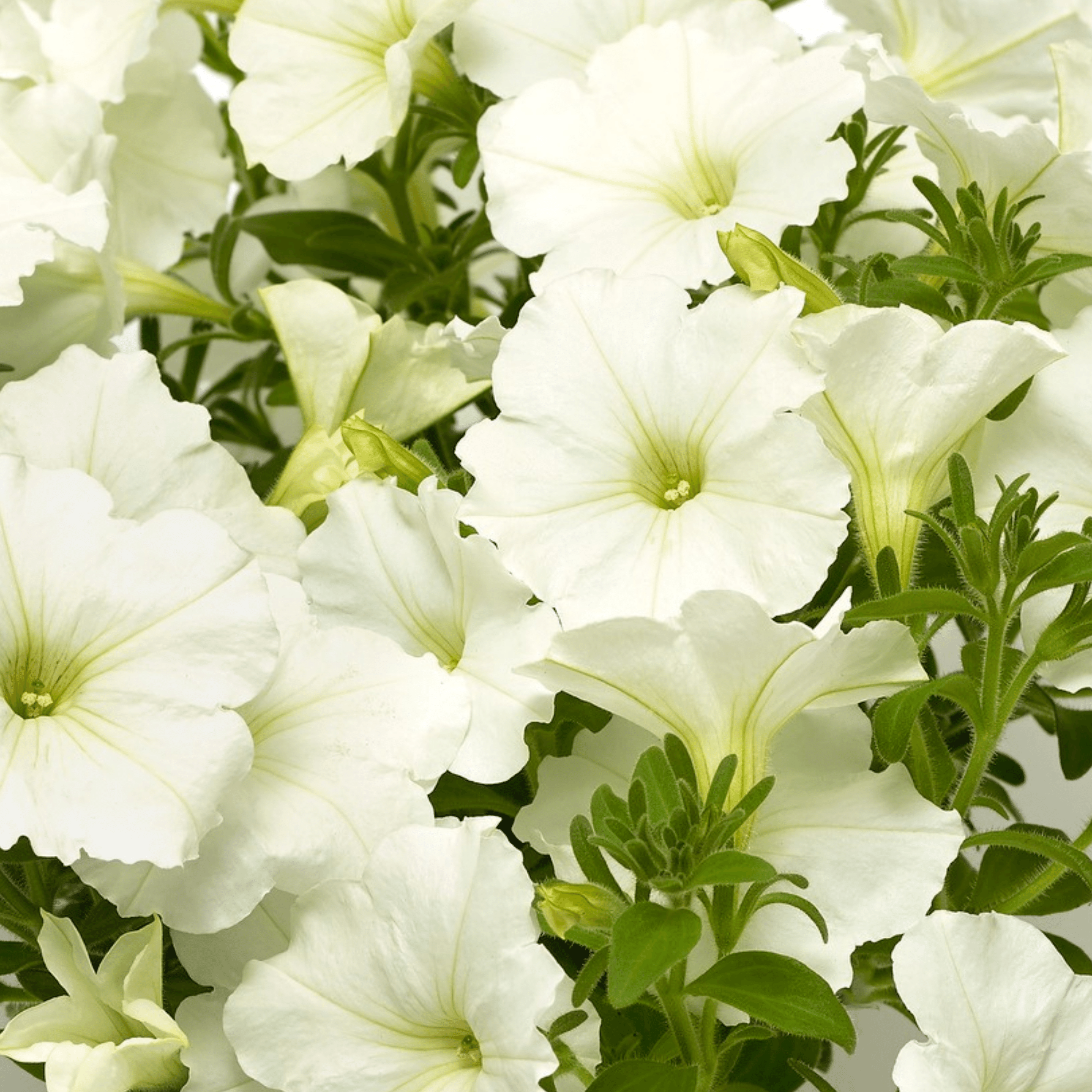 The Growers Petunia Petunia Sanguna Patio White