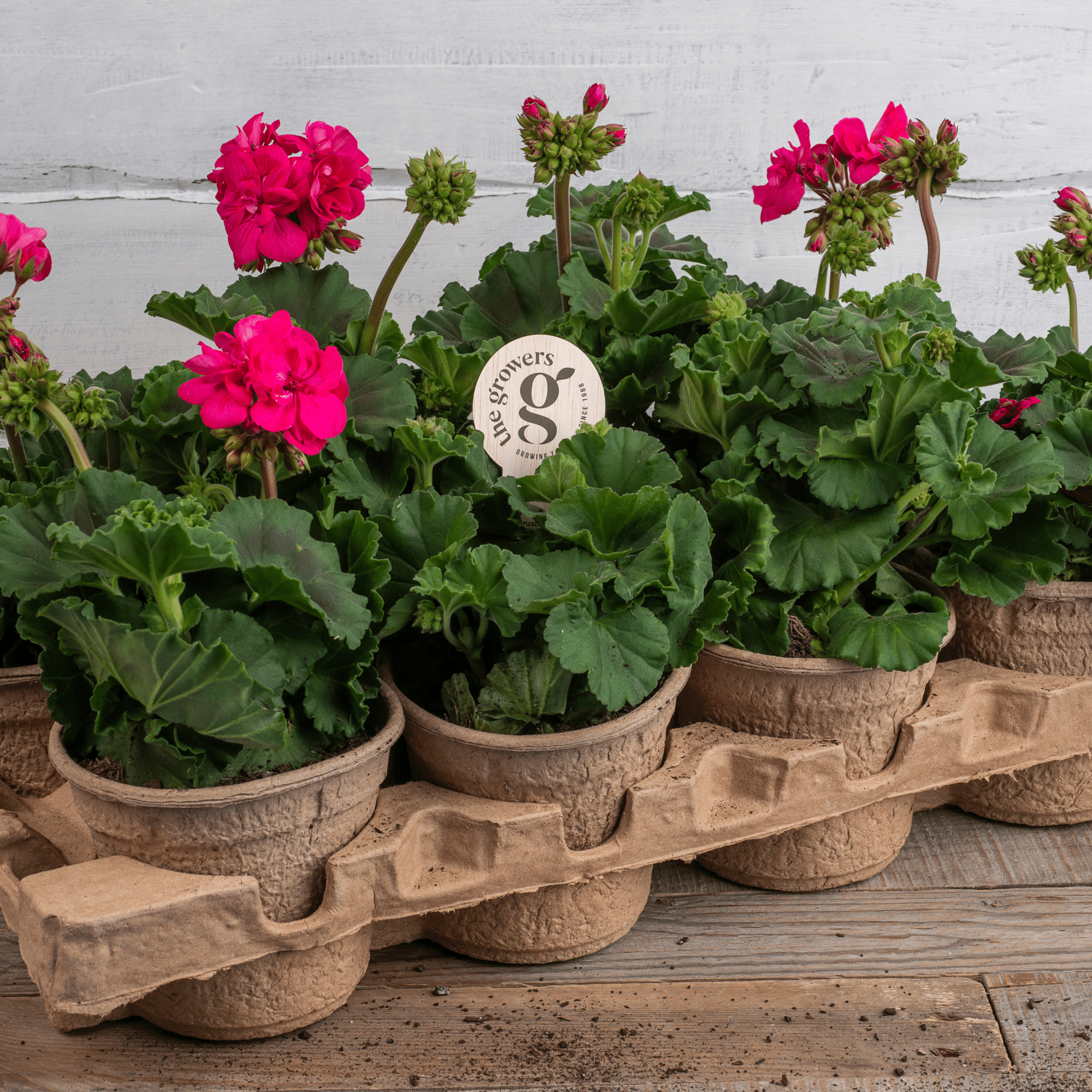 The Growers Petunia Petunia Sanguna Patio White